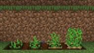 The various stages of potato crop growth (Image via Mojang)